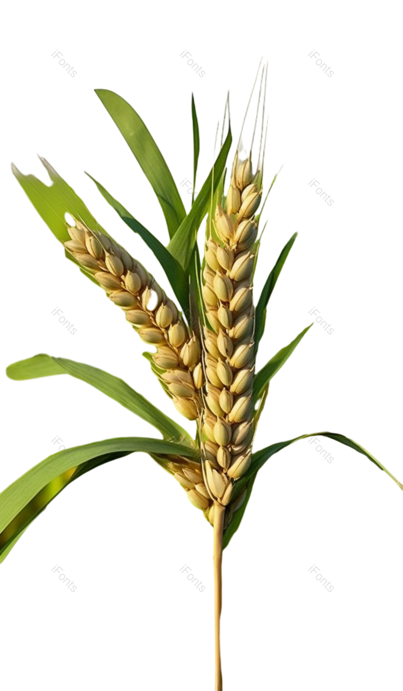 叶子图片,自然元素,谷物PNG,农民免抠素材